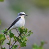 Belorit sedy - Kreta 6943a